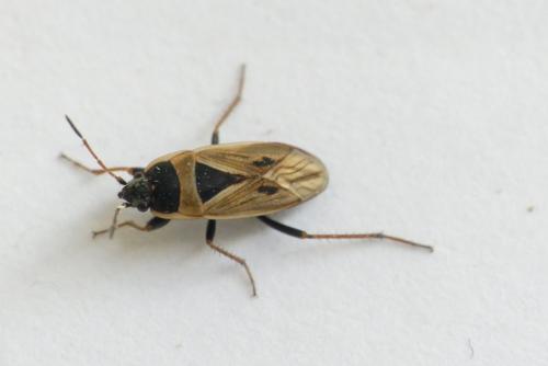 Xanthochilus quadratus